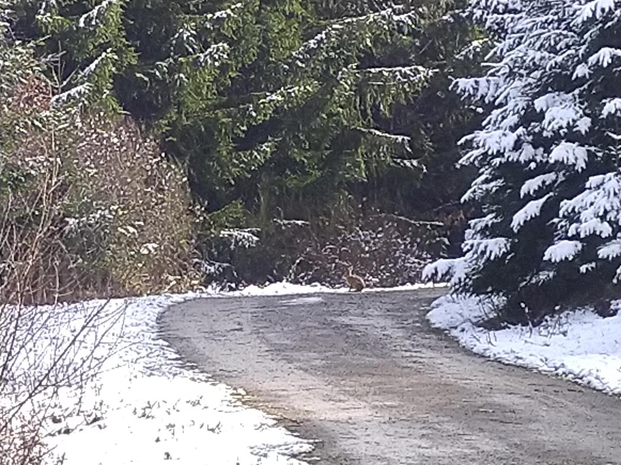 Urlaub Mit Hund Auf Dem Bauernhof Hofswald Διαμέρισμα Euscheid Εξωτερικό φωτογραφία