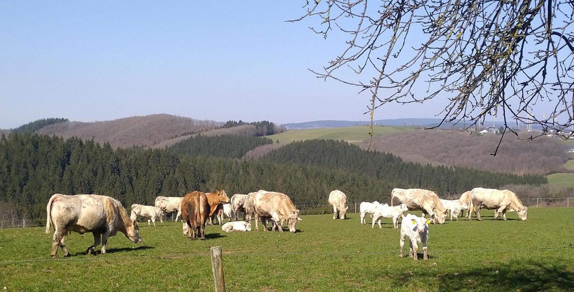 Urlaub Mit Hund Auf Dem Bauernhof Hofswald Διαμέρισμα Euscheid Εξωτερικό φωτογραφία