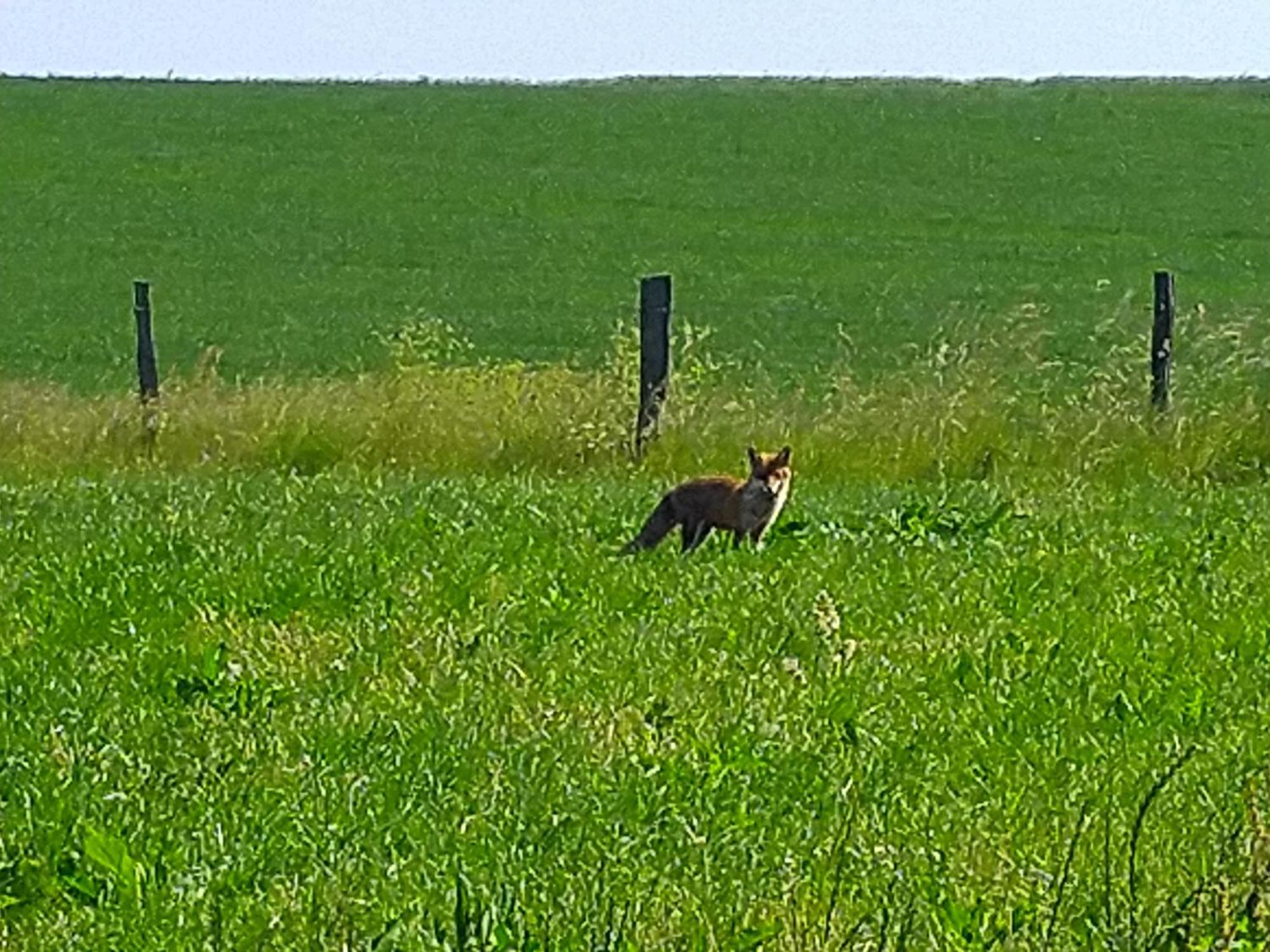 Urlaub Mit Hund Auf Dem Bauernhof Hofswald Διαμέρισμα Euscheid Εξωτερικό φωτογραφία