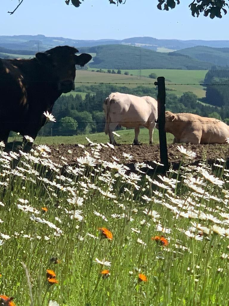 Urlaub Mit Hund Auf Dem Bauernhof Hofswald Διαμέρισμα Euscheid Εξωτερικό φωτογραφία