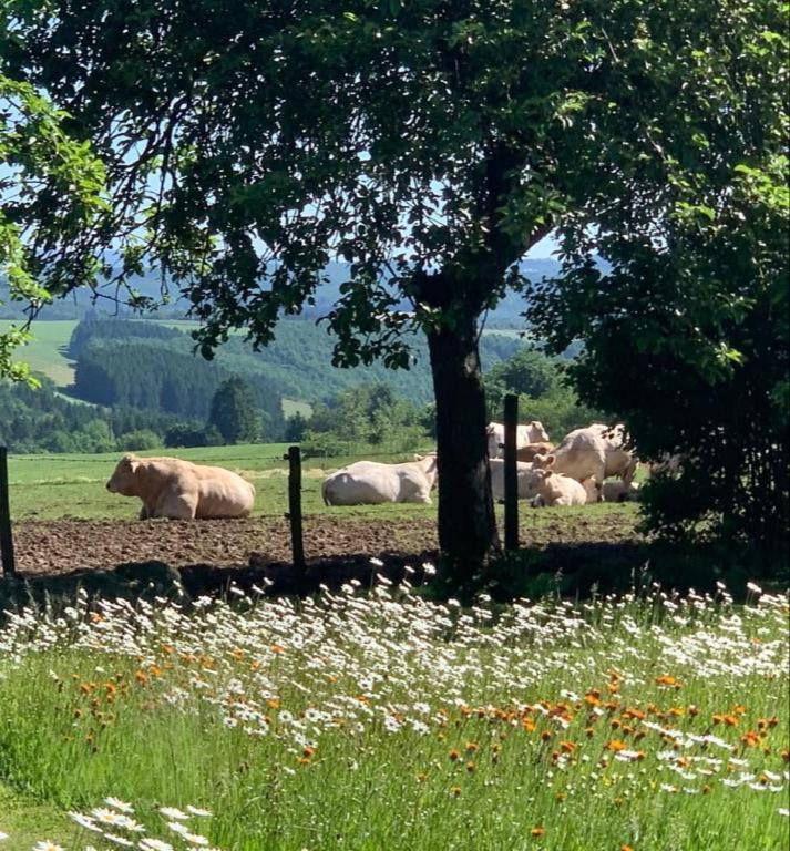 Urlaub Mit Hund Auf Dem Bauernhof Hofswald Διαμέρισμα Euscheid Εξωτερικό φωτογραφία
